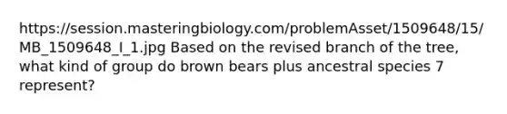 https://session.masteringbiology.com/problemAsset/1509648/15/MB_1509648_I_1.jpg Based on the revised branch of the tree, what kind of group do brown bears plus ancestral species 7 represent?