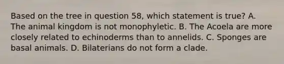 Based on the tree in question 58, which statement is true? A. The animal kingdom is not monophyletic. B. The Acoela are more closely related to echinoderms than to annelids. C. Sponges are basal animals. D. Bilaterians do not form a clade.