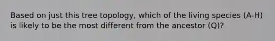 Based on just this tree topology, which of the living species (A-H) is likely to be the most different from the ancestor (Q)?