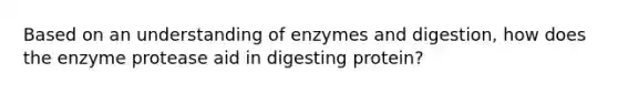 Based on an understanding of enzymes and digestion, how does the enzyme protease aid in digesting protein?