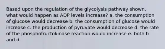 Based upon the regulation of the glycolysis pathway shown, what would happen as ADP levels increase? a. the consumption of glucose would decrease b. the consumption of glucose would increase c. the production of pyruvate would decrease d. the rate of the phosphofructokinase reaction would increase e. both b and d