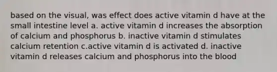 based on the visual, was effect does active vitamin d have at the small intestine level a. active vitamin d increases the absorption of calcium and phosphorus b. inactive vitamin d stimulates calcium retention c.active vitamin d is activated d. inactive vitamin d releases calcium and phosphorus into the blood