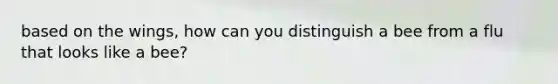 based on the wings, how can you distinguish a bee from a flu that looks like a bee?