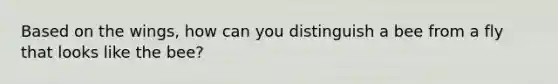 Based on the wings, how can you distinguish a bee from a fly that looks like the bee?