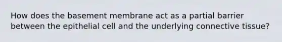 How does the basement membrane act as a partial barrier between the epithelial cell and the underlying connective tissue?