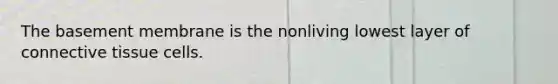 The basement membrane is the nonliving lowest layer of connective tissue cells.