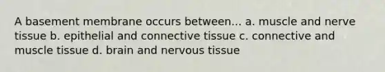 A basement membrane occurs between... a. muscle and nerve tissue b. epithelial and connective tissue c. connective and muscle tissue d. brain and nervous tissue