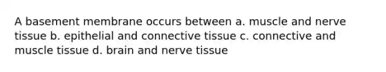 A basement membrane occurs between a. muscle and nerve tissue b. epithelial and connective tissue c. connective and muscle tissue d. brain and nerve tissue