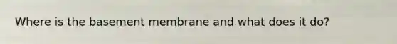 Where is the basement membrane and what does it do?