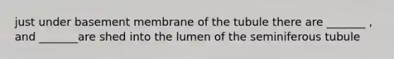 just under basement membrane of the tubule there are _______ , and _______are shed into the lumen of the seminiferous tubule