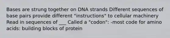 Bases are strung together on DNA strands Different sequences of base pairs provide different "instructions" to cellular machinery Read in sequences of ___ Called a "codon": -most code for <a href='https://www.questionai.com/knowledge/k9gb720LCl-amino-acids' class='anchor-knowledge'>amino acids</a>: building blocks of protein