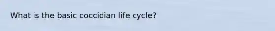 What is the basic coccidian life cycle?