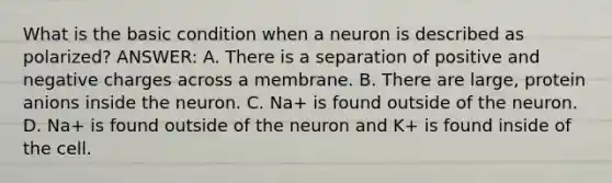 What is the basic condition when a neuron is described as polarized? ANSWER: A. There is a separation of positive and negative charges across a membrane. B. There are large, protein anions inside the neuron. C. Na+ is found outside of the neuron. D. Na+ is found outside of the neuron and K+ is found inside of the cell.