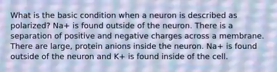 What is the basic condition when a neuron is described as polarized? Na+ is found outside of the neuron. There is a separation of positive and negative charges across a membrane. There are large, protein anions inside the neuron. Na+ is found outside of the neuron and K+ is found inside of the cell.