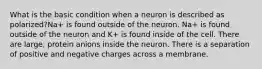 What is the basic condition when a neuron is described as polarized?Na+ is found outside of the neuron. Na+ is found outside of the neuron and K+ is found inside of the cell. There are large, protein anions inside the neuron. There is a separation of positive and negative charges across a membrane.