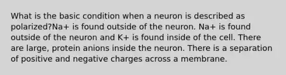 What is the basic condition when a neuron is described as polarized?Na+ is found outside of the neuron. Na+ is found outside of the neuron and K+ is found inside of the cell. There are large, protein anions inside the neuron. There is a separation of positive and negative charges across a membrane.