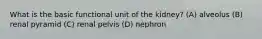 What is the basic functional unit of the kidney? (A) alveolus (B) renal pyramid (C) renal pelvis (D) nephron