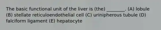 The basic functional unit of the liver is (the) ________. (A) lobule (B) stellate reticuloendothelial cell (C) urinipherous tubule (D) falciform ligament (E) hepatocyte