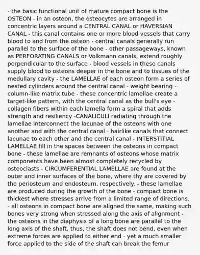 - the basic functional unit of mature compact bone is the OSTEON - in an osteon, the osteocytes are arranged in concentric layers around a CENTRAL CANAL or HAVERSIAN CANAL - this canal contains one or more blood vessels that carry blood to and from the osteon - central canals generally run parallel to the surface of the bone - other passageways, known as PERFORATING CANALS or Volkmann canals, extend roughly perpendicular to the surface - blood vessels in these canals supply blood to osteons deeper in the bone and to tissues of the medullary cavity - the LAMELLAE of each osteon form a series of nested cylinders around the central canal - weight bearing - column-like matrix tube - these concentric lamellae create a target-like pattern, with the central canal as the bull's eye - collagen fibers within each lamella form a spiral that adds strength and resiliency -CANALICULI radiating through the lamellae interconnect the lacunae of the osteons with one another and with the central canal - hairlike canals that connect lacunae to each other and the central canal - INTERSTITIAL LAMELLAE fill in the spaces between the osteons in compact bone - these lamellae are remnants of osteons whose matrix components have been almost completely recycled by osteoclasts - CIRCUMFERENTIAL LAMELLAE are found at the outer and inner surfaces of the bone, where thy are covered by the periosteum and endosteum, respectively. - these lamellae are produced during the growth of the bone - compact bone is thickest where stresses arrive from a limited range of directions. - all osteons in compact bone are aligned the same, making such bones very strong when stressed along the axis of alignment - the osteons in the diaphysis of a long bone are parallel to the long axis of the shaft, thus, the shaft does not bend, even when extreme forces are applied to either end - yet a much smaller force applied to the side of the shaft can break the femur