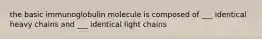 the basic immunoglobulin molecule is composed of ___ identical heavy chains and ___ identical light chains