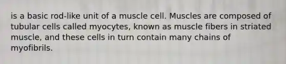 is a basic rod-like unit of a muscle cell. Muscles are composed of tubular cells called myocytes, known as muscle fibers in striated muscle, and these cells in turn contain many chains of myofibrils.