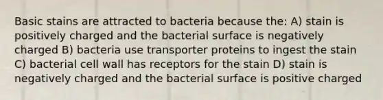 Basic stains are attracted to bacteria because the: A) stain is positively charged and the bacterial surface is negatively charged B) bacteria use transporter proteins to ingest the stain C) bacterial cell wall has receptors for the stain D) stain is negatively charged and the bacterial surface is positive charged