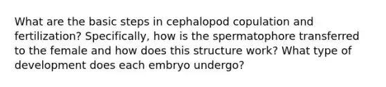 What are the basic steps in cephalopod copulation and fertilization? Specifically, how is the spermatophore transferred to the female and how does this structure work? What type of development does each embryo undergo?