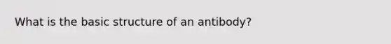 What is the basic structure of an antibody?