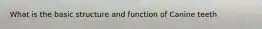What is the basic structure and function of Canine teeth