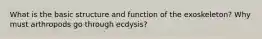 What is the basic structure and function of the exoskeleton? Why must arthropods go through ecdysis?