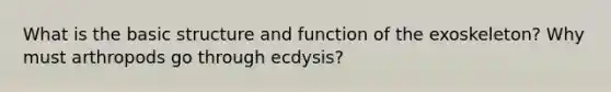 What is the basic structure and function of the exoskeleton? Why must arthropods go through ecdysis?