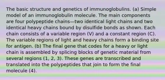 The basic structure and genetics of immunoglobulins. (a) Simple model of an immunoglobulin molecule. The main components are four polypeptide chains—two identical light chains and two identical heavy chains bound by disulfide bonds as shown. Each chain consists of a variable region (V) and a constant region (C). The variable regions of light and heavy chains form a binding site for antigen. (b) The final gene that codes for a heavy or light chain is assembled by splicing blocks of genetic material from several regions (1, 2, 3). These genes are transcribed and translated into the polypeptides that join to form the final molecule (4).