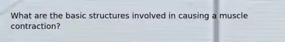 What are the basic structures involved in causing a muscle contraction?