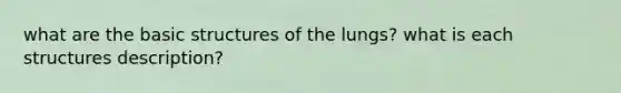 what are the basic structures of the lungs? what is each structures description?