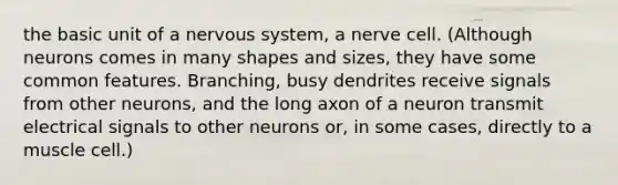 the basic unit of a nervous system, a nerve cell. (Although neurons comes in many shapes and sizes, they have some common features. Branching, busy dendrites receive signals from other neurons, and the long axon of a neuron transmit electrical signals to other neurons or, in some cases, directly to a muscle cell.)