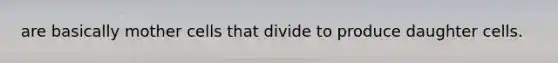 are basically mother cells that divide to produce daughter cells.