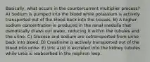 Basically, what occurs in the countercurrent multiplier process? A) Sodium is pumped into the blood while potassium is actively transported out of the blood back into the tissues. B) A higher sodium concentration is produced in the renal medulla that osmotically draws out water, reducing it within the tubules and the urine. C) Glucose and sodium are cotransported from urine back into blood. D) Creatinine is actively transported out of the blood into urine. E) Uric acid is excreted into the kidney tubules while urea is reabsorbed in the nephron loop.