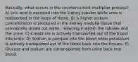 Basically, what occurs in the countercurrent multiplier process? A) Uric acid is excreted into the kidney tubules while urea is reabsorbed in the loops of Henle. B) A higher sodium concentration is produced in the kidney medulla tissue that osmotically draws out water, reducing it within the tubules and the urine. C) Creatinine is actively transported out of the blood into urine. D) Sodium is pumped into the blood while potassium is actively transported out of the blood back into the tissues. E) Glucose and sodium are cotransported from urine back into blood.