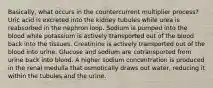 Basically, what occurs in the countercurrent multiplier process? Uric acid is excreted into the kidney tubules while urea is reabsorbed in the nephron loop. Sodium is pumped into the blood while potassium is actively transported out of the blood back into the tissues. Creatinine is actively transported out of the blood into urine. Glucose and sodium are cotransported from urine back into blood. A higher sodium concentration is produced in the renal medulla that osmotically draws out water, reducing it within the tubules and the urine.