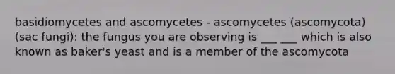 basidiomycetes and ascomycetes - ascomycetes (ascomycota)(sac fungi): the fungus you are observing is ___ ___ which is also known as baker's yeast and is a member of the ascomycota