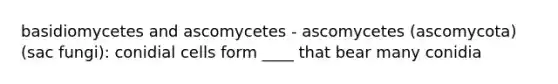 basidiomycetes and ascomycetes - ascomycetes (ascomycota)(sac fungi): conidial cells form ____ that bear many conidia