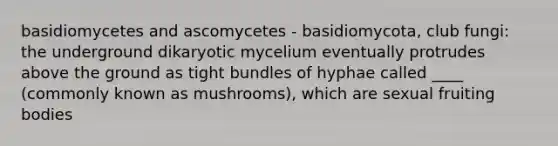 basidiomycetes and ascomycetes - basidiomycota, club fungi: the underground dikaryotic mycelium eventually protrudes above the ground as tight bundles of hyphae called ____ (commonly known as mushrooms), which are sexual fruiting bodies