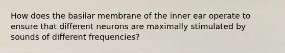 How does the basilar membrane of the inner ear operate to ensure that different neurons are maximally stimulated by sounds of different frequencies?