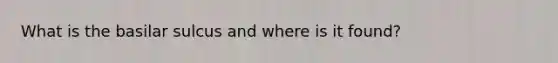 What is the basilar sulcus and where is it found?