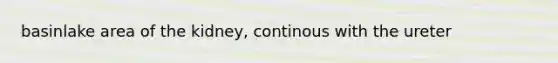 basinlake area of the kidney, continous with the ureter