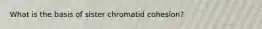 What is the basis of sister chromatid cohesion?