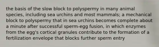 the basis of the slow block to polyspermy in many animal species, including sea urchins and most mammals; a mechanical block to polyspermy that in sea urchins becomes complete about a minute after successful sperm-egg fusion, in which enzymes from the egg's cortical granules contribute to the formation of a fertilization envelope that blocks further sperm entry