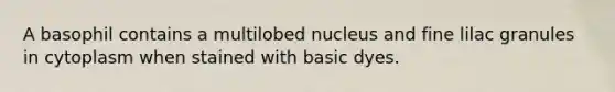 A basophil contains a multilobed nucleus and fine lilac granules in cytoplasm when stained with basic dyes.