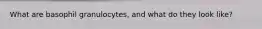 What are basophil granulocytes, and what do they look like?