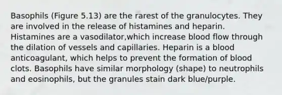 Basophils (Figure 5.13) are the rarest of the granulocytes. They are involved in the release of histamines and heparin. Histamines are a vasodilator,which increase blood flow through the dilation of vessels and capillaries. Heparin is a blood anticoagulant, which helps to prevent the formation of blood clots. Basophils have similar morphology (shape) to neutrophils and eosinophils, but the granules stain dark blue/purple.